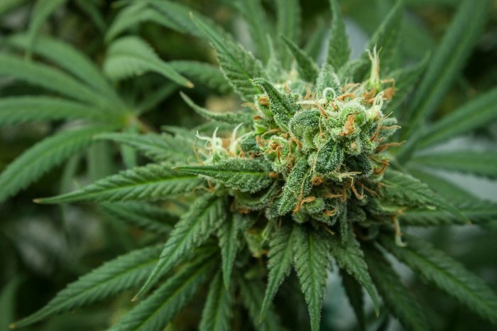 Sour Diesel, Flower