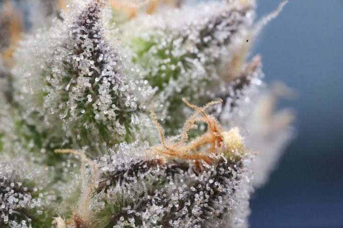 Jack Herer, Flower