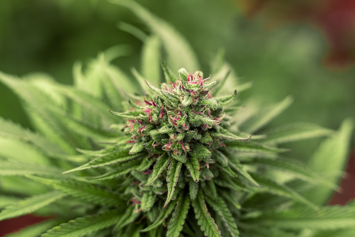 Fresh cannabis flower