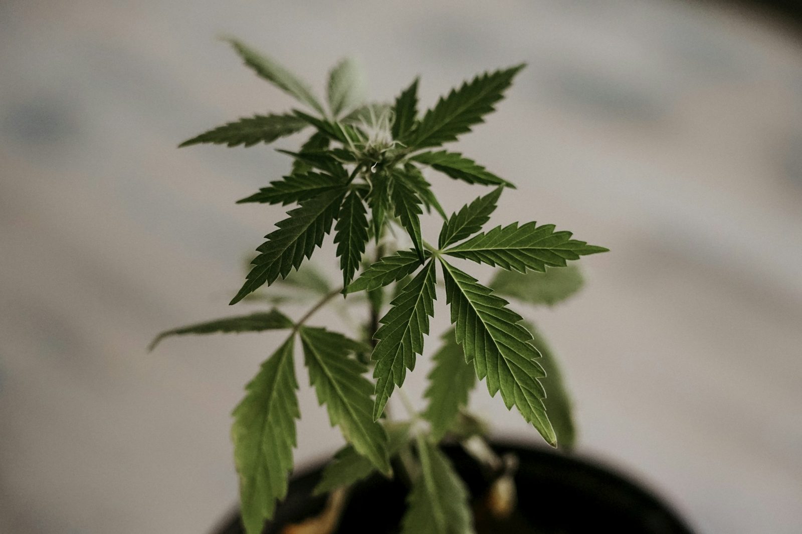Fresh cannabis ready for same-day delivery in Niagara Region