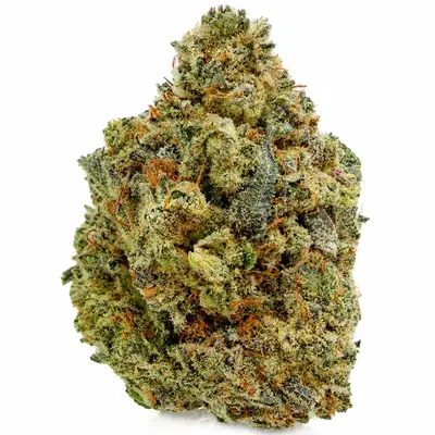 PINK FENDI FIRE (EXOTIC), Indica