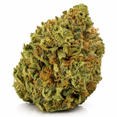 PINK GUCCI, Indica Hybrid